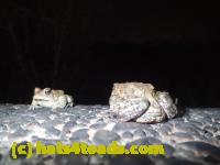 /home//u458753944/public_html/sourcegallery//Roxborough Toad Detour/2013-2019/2017/P4110730.JPG